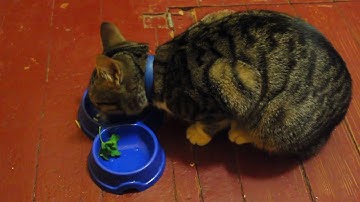 Kucing Lucu Dan Anak Kucing Mengeong. Kompilasi [Hd] 2017