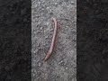 diplopoda chilopoda milipede kakiseribu  #diplopoda #chilopoda #milipede #kakiseribu