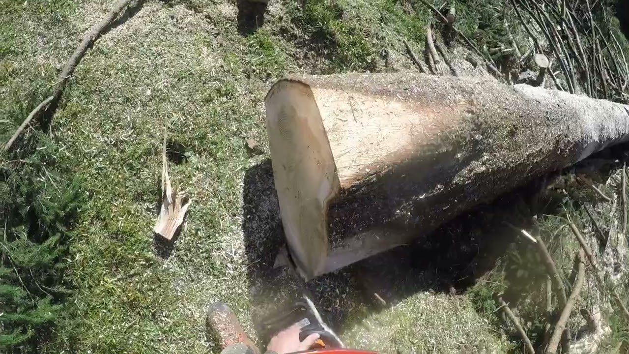 Ausasten ist ein Knochenjob!! Stihl, Konrad Mounty, und wir.