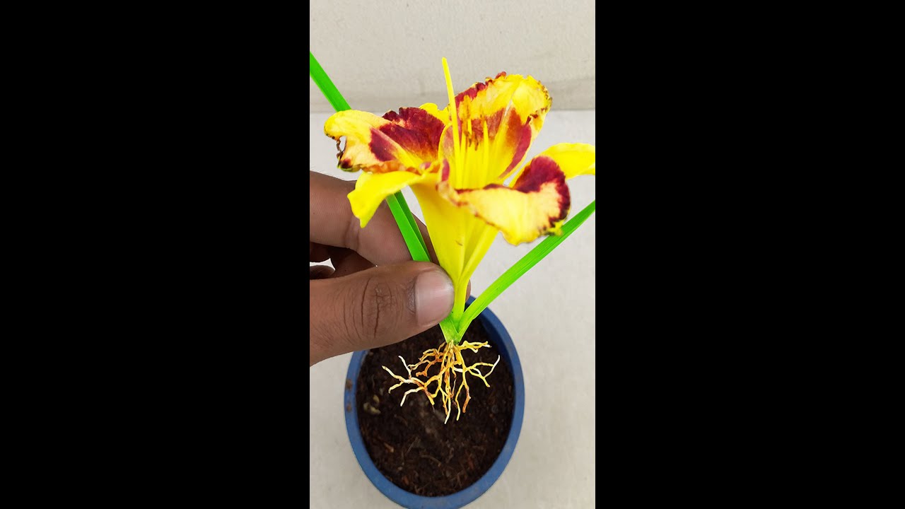 Grow hemerocallis daylily plant from hemerocallis daylily buds