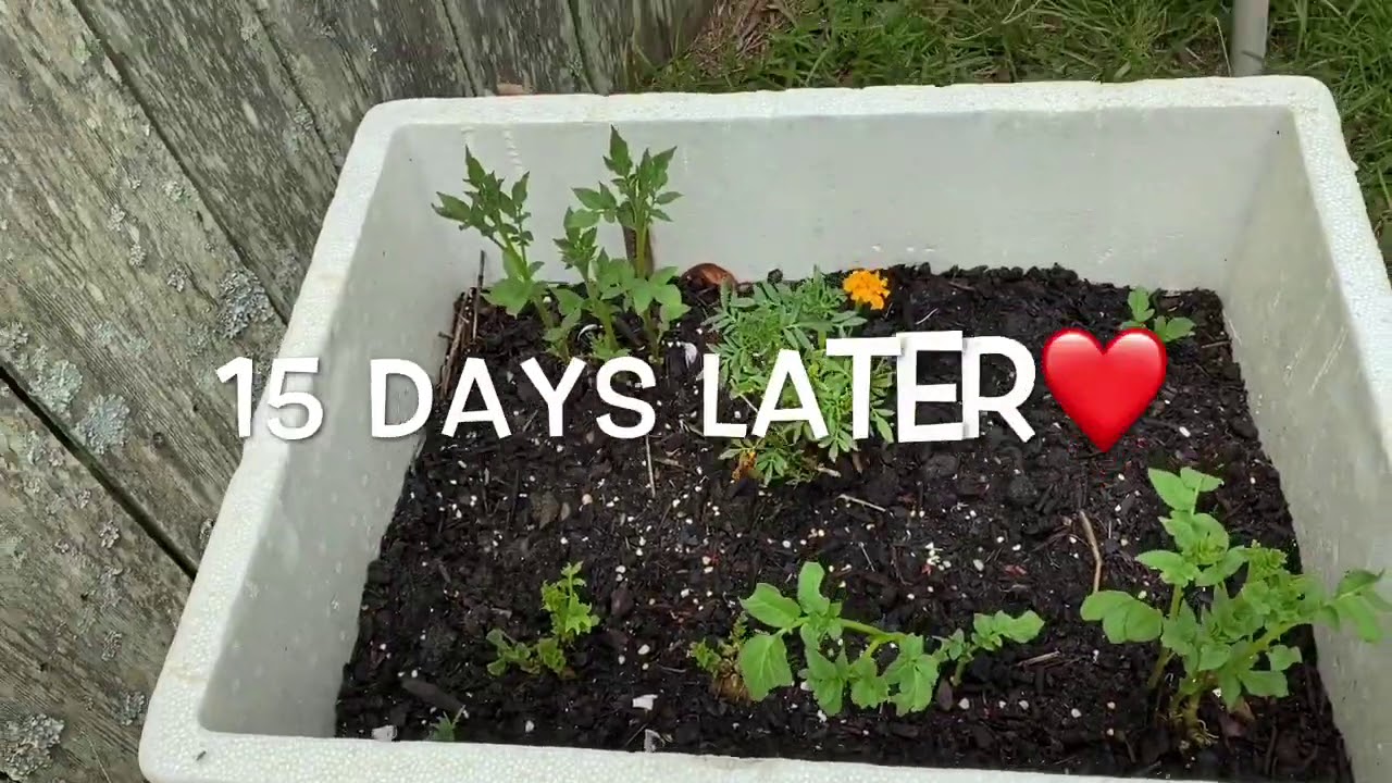 Container Potato Update | Growing potato’s In Container ~ Tommy Bites TV & Homestead | Gardening