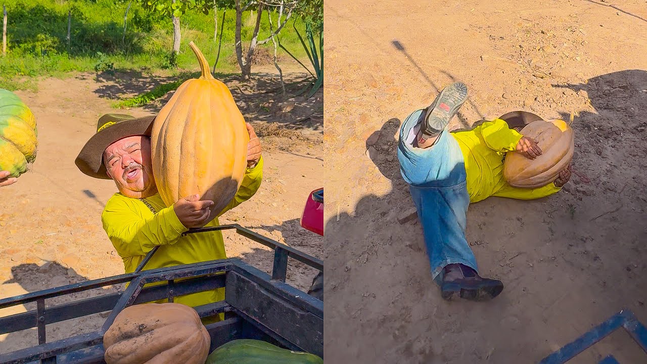 PILILIU FOI PEGAR O JIRIMUM GIGANTE E CAIU FEIO NA ROÇA DA MÃE 🤣 | PILILIU DA RESENHA SHORTS