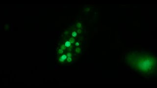 Paremecia - Fluorescence with Mitotracker Green
