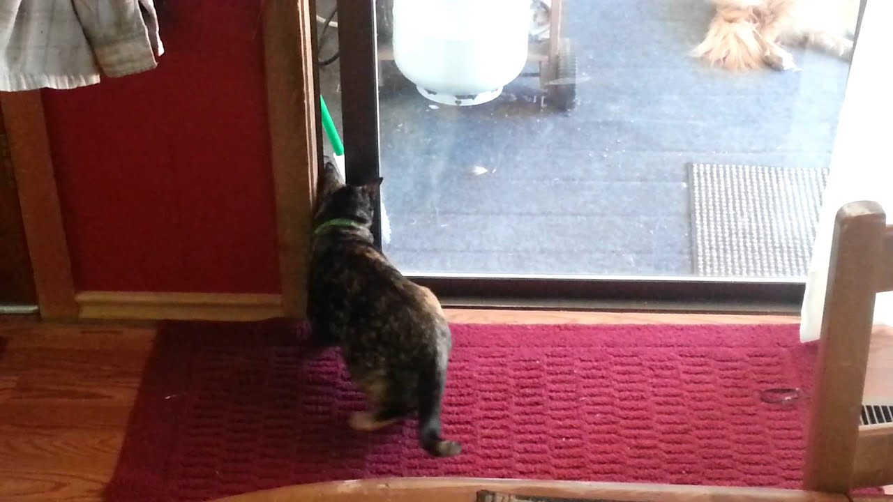 Cat opens sliding glass door and escapes! YouTube