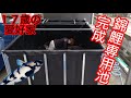 待望の【錦鯉専用池】7㌧ろ過槽付き、新設備が完成！　#錦鯉 　#アクアリウム　 #koipond 　#日本エコル 　#陸上養殖