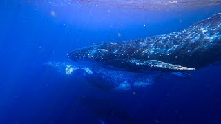 Whale Swim Experience: Small Groups, Big Encounters
