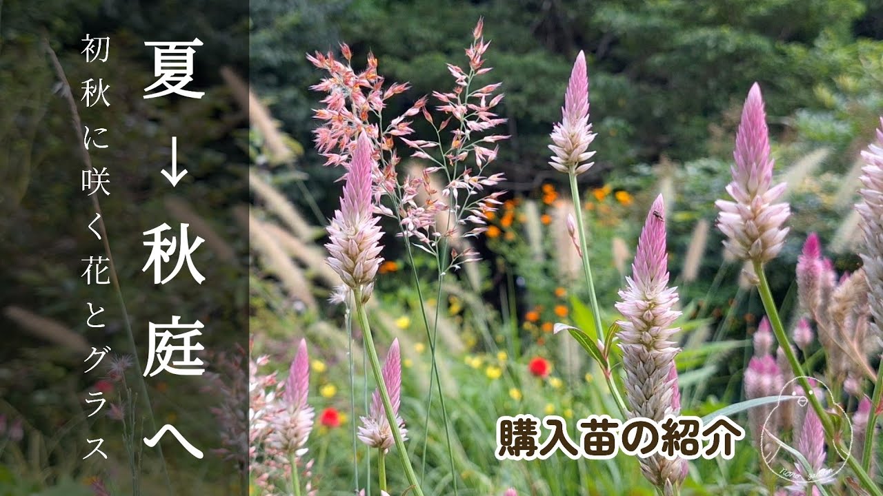 ガーデニング 秋｜購入苗の紹介｜秋花を引き立てるグラス達｜