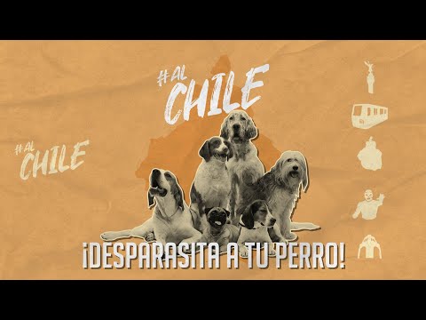 ¿Por qué debo desparasitar a mi perro? | #AlChile | CHILANGO