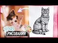 КАК НАУЧИТЬСЯ РИСОВАТЬ КОТА? | Урок Рисования