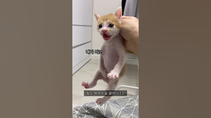 구조 된 아기고양이의 놀라운 변화