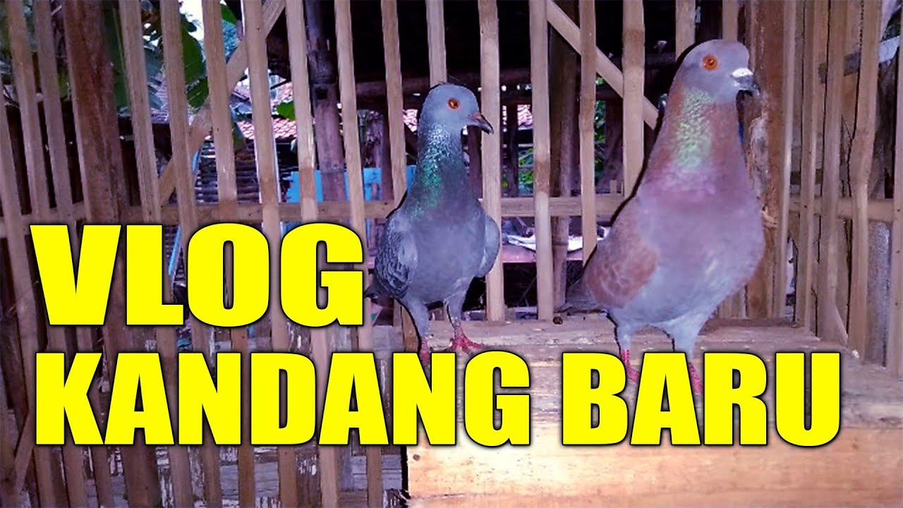 KANDANG BURUNG MERPATI SIMPEL & MURAH #MERPATIKU - YouTube