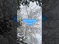 Motas de nieve cayendo