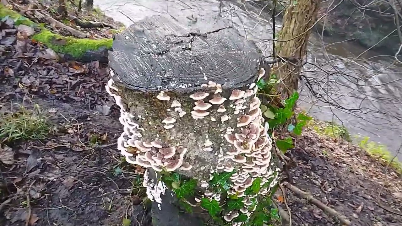 Looks like "Turkey Tail" Mushrooms but unconfirmed as yet ? Can you help ID these ?