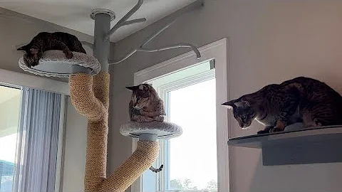 Watch the video about We Changed Around The Cats Room And Our F2 Savannah Cats Are Excited! Lots Of Meows And Purrs.