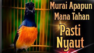 PANCINGAN PAGI PAGI AGAR MURAI BATU GACOR !! MURAI DIAM LANGSUNG BUNYI DENGAR PANCINGAN INI