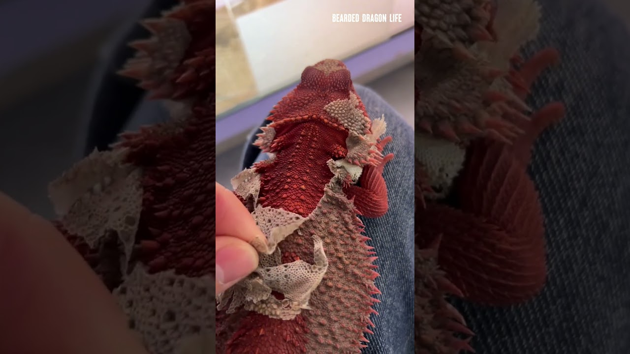 ASMR! Satisfying Peel-Off Ep.2 