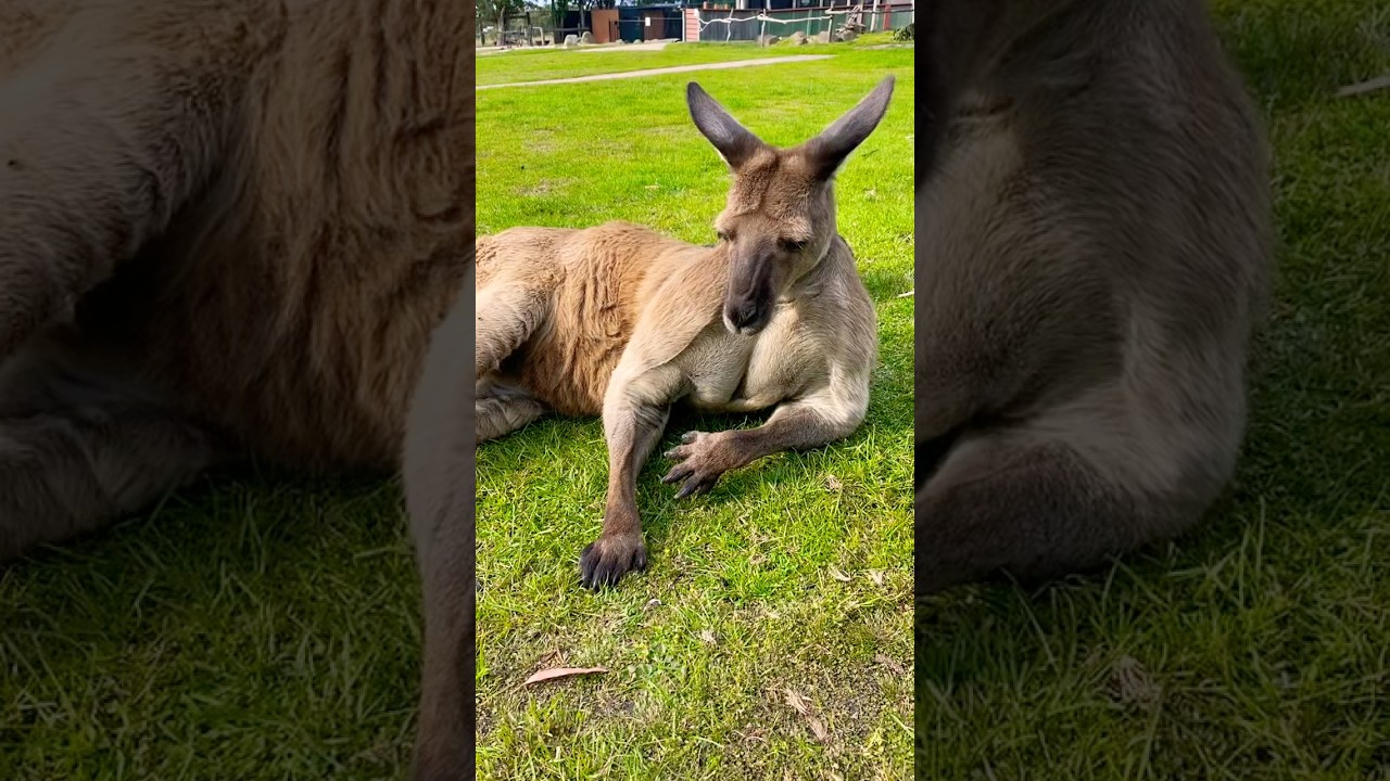 호주 멜버른에서 만난 근육 캥거루 