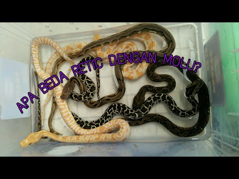 Ular terpanjang, Perbedaan reticulatus dan molurus (SATWA NUSANTARA)