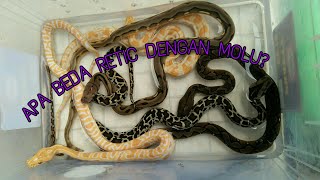 Ular terpanjang, Perbedaan reticulatus dan molurus (SATWA NUSANTARA)