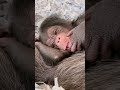 Two Baby Chimps Born at L.A. Zoo!