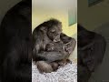 Two Baby Chimps Born at L.A. Zoo!