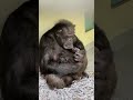 Two Baby Chimps Born at L.A. Zoo!