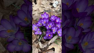 My first couple early spring plant species! #travel #photography #plants #flowers #northamerica