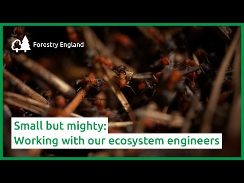 Small but mighty: Working with our ecosystem engineers