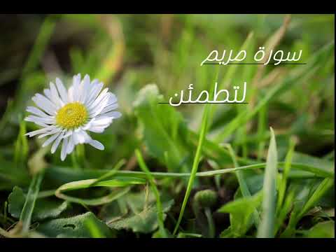 هدوء استكنان راحة نفسية سورة مريم بصوت سالم الرويلي