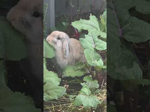 Bunny eats in