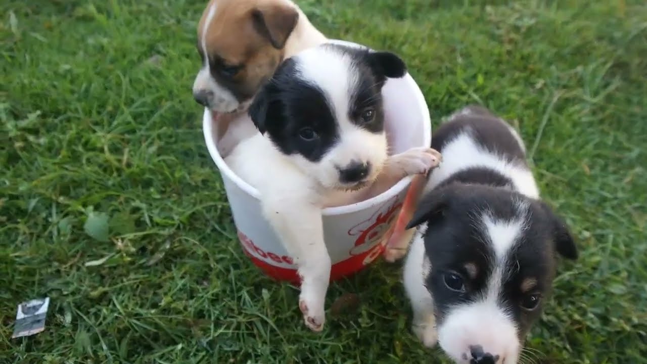 Puppy Sounds - YouTube