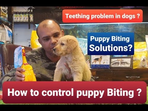 How to Control /Train your Puppy to stop Biting? | By Baadal Bhandaari | Pathankot Punjab 9878474748