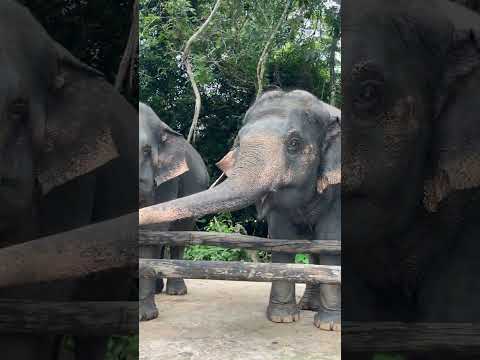 Asian elephant conservation