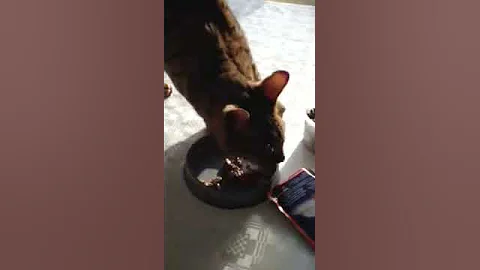 Watch the video about Bengal cat talking