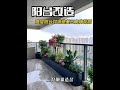 Stunning bougainvillea garden on high-rise balcony before and after renovation