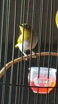 Pleci Buxtoni Gacor Ngalas Nembak wit wit Sejalur