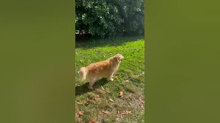 Video of adoptable pet named Leo *