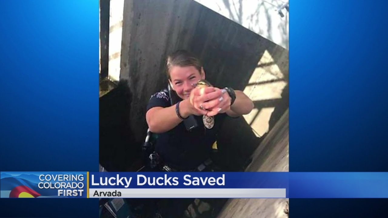 Ducklings Rescued From Storm Drain By Arvada Police - YouTube