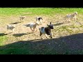 The Running of the Goats at Sunflower Farm