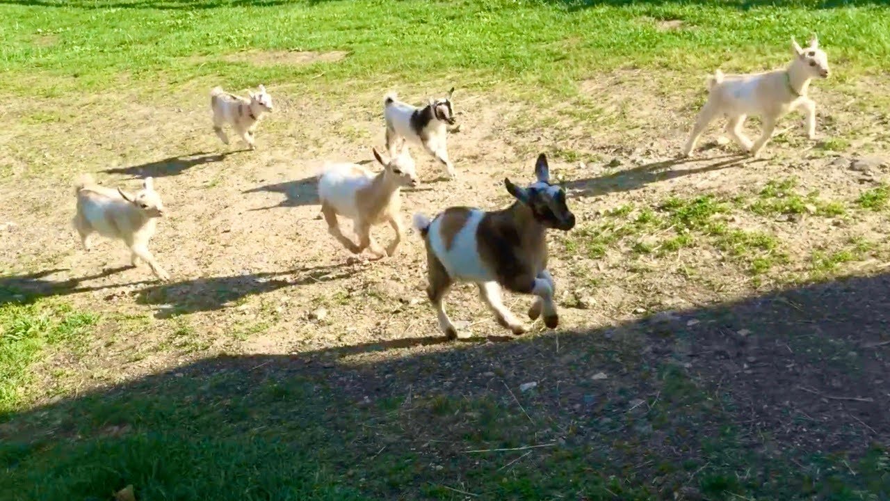 The Running of the Goats at Sunflower Farm YouTube