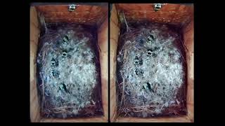 Bumblebees in Bird Nesting Box Stereo 3-D View