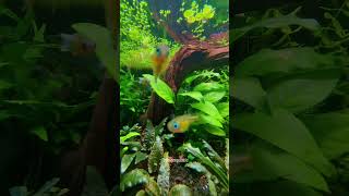 Penari dalam air #rainbowfish #ikanhias #aquarium #aquascape #hobby