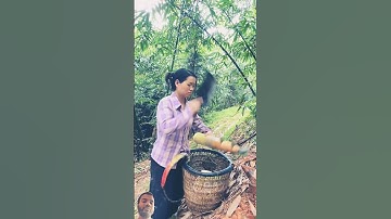 Harvesting bamboo shoots not only relieves stress, but also allows you to enjoy fresh bamboo shoots