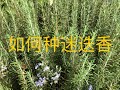 【种菜】如何扦插种迷迭香 (How to propagate rosemary)