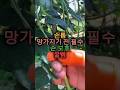 고추 꼭지 쉽게 따는 법|엄지칼 골무 야채 손질 주부 꿀템