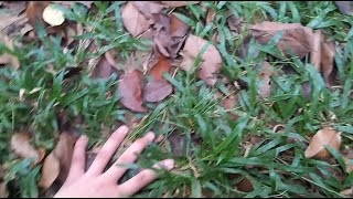 Touching Grass Then Playing Osu