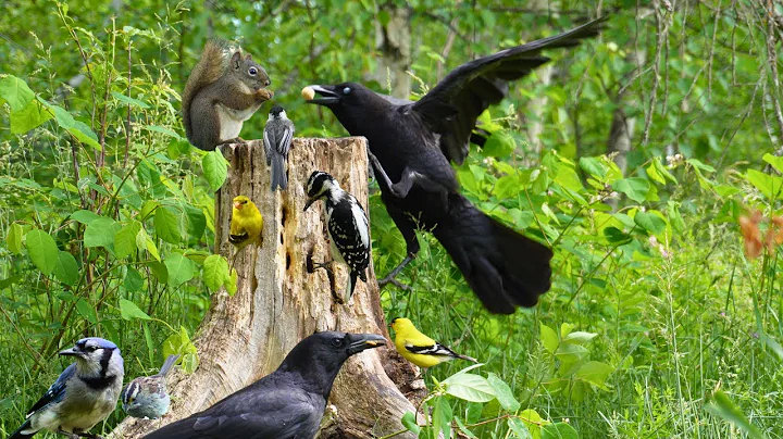 Watch the video about Cat TV - Forest Birds & Squirrels 🐱 Relaxing Nature Sounds for Pets & People