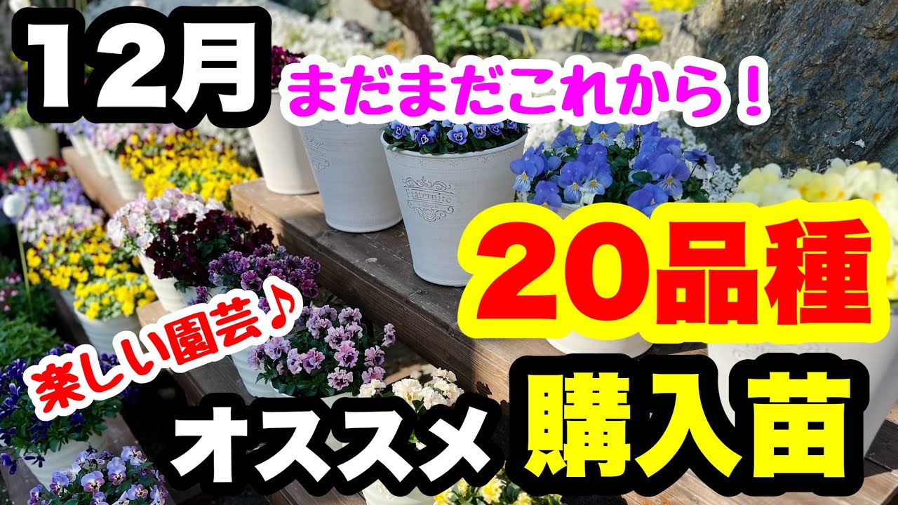 ◇12月【お勧め購入苗20品種】紹介します🪴 - YouTube