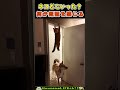 何かの気配を感じてる犬😂いや、うえや...上...w【スパイ猫】 #犬 #dog #猫 #cat