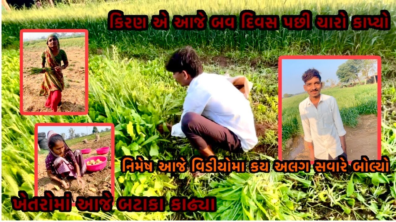 નિમેષ આજે વિડીયોમા કય અલગ સવારે બોલ્યો 🥰#familyvlog કિરણ એ આજેબવ દિવસ પછી ચારો વાઢ્યો #familychannel